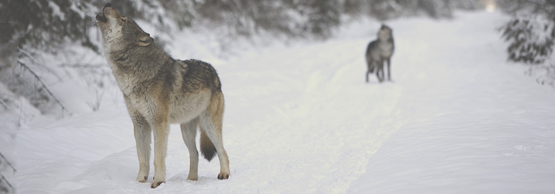 Best Wildlife Spotting - Algonquin Wolf Howl