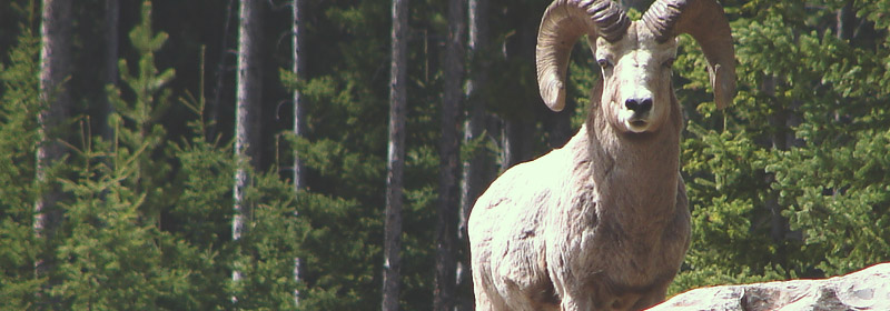 Best of Canada - Best Wildlife Spotting - Banff National Park
