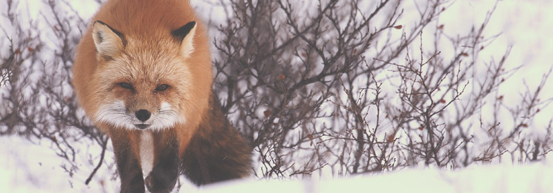 Best of Canada - Best Wildlife Spotting - Nunavik