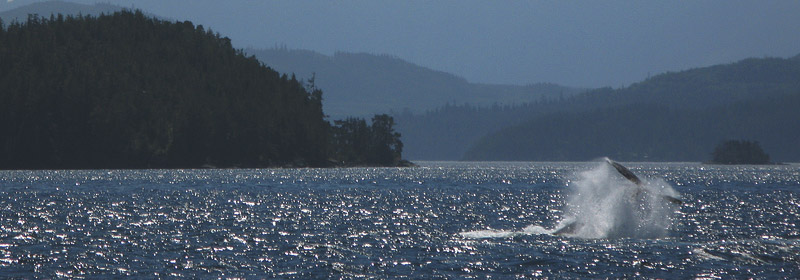 Best of Canada - Best Wildlife Spotting - Vancouver Island