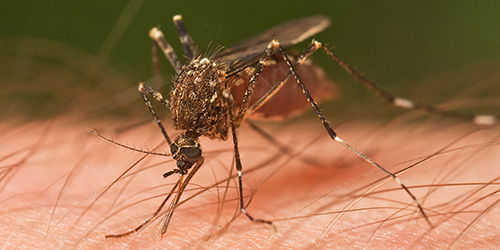 Mosquito_Tasmania_crop